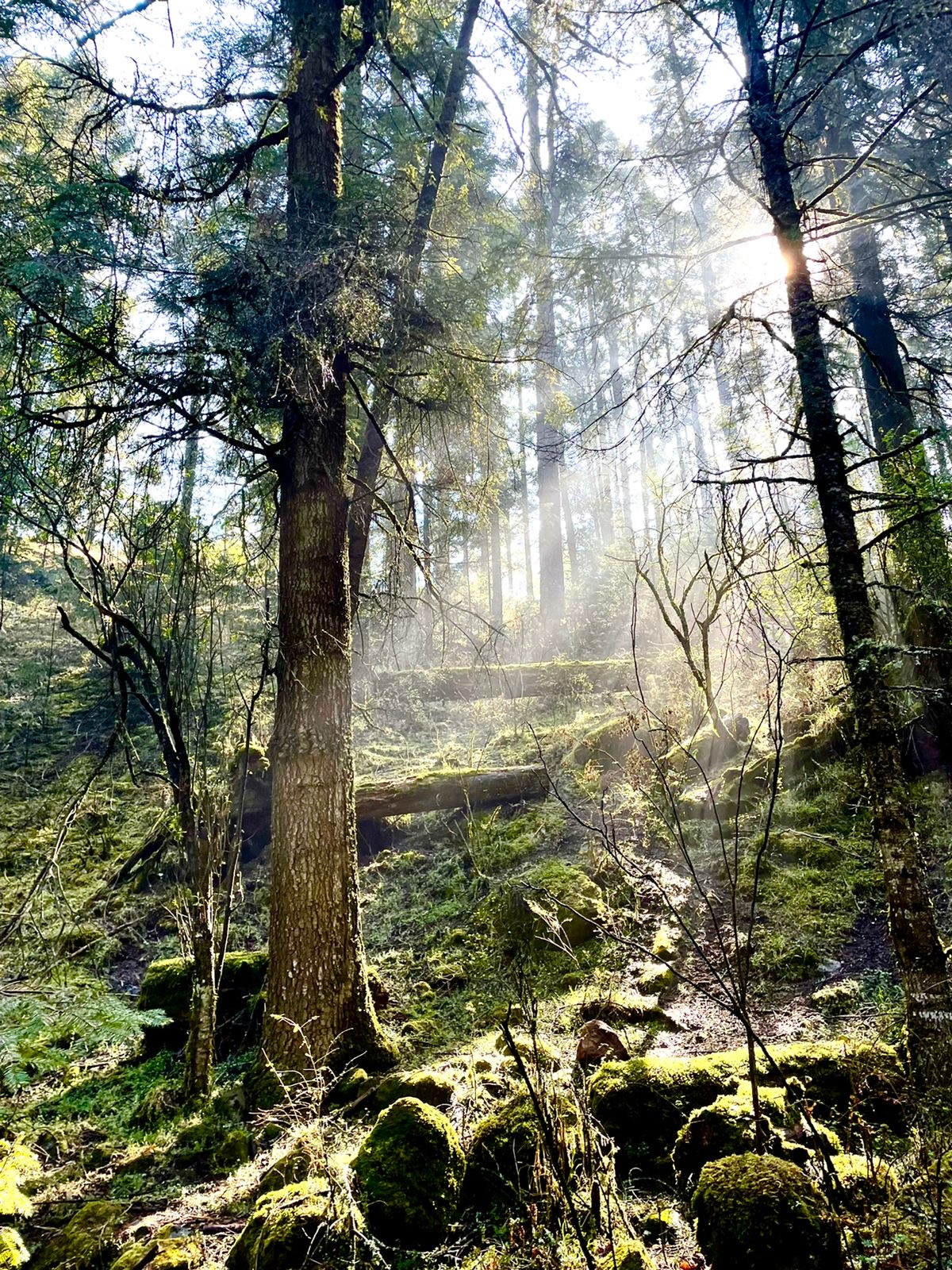 turismo comunitario en los bosques 