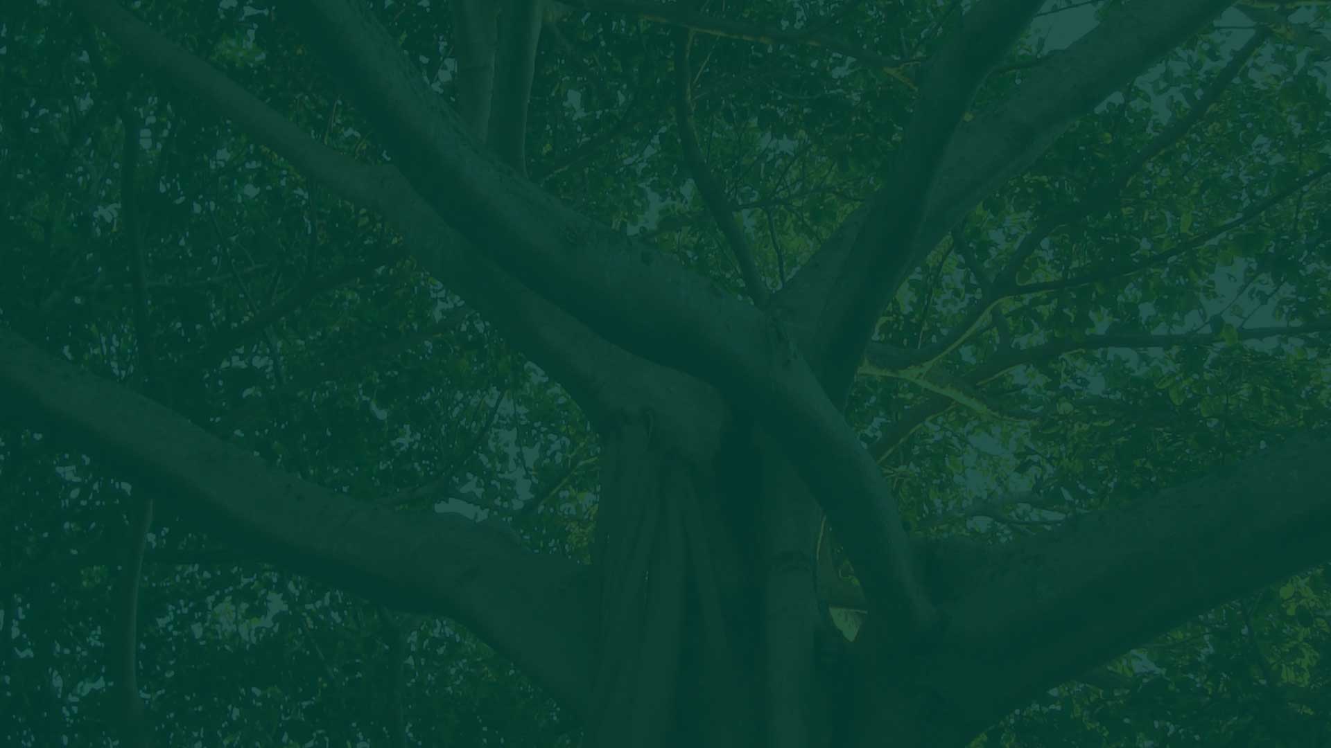 parallax background