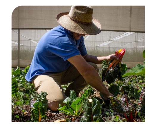 Maestría en Agroecología y Sistemas Alimentarios Regenerativos