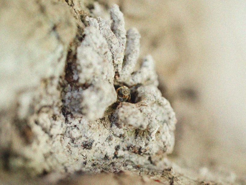 Foto de abeja saliendo de colmena. 
