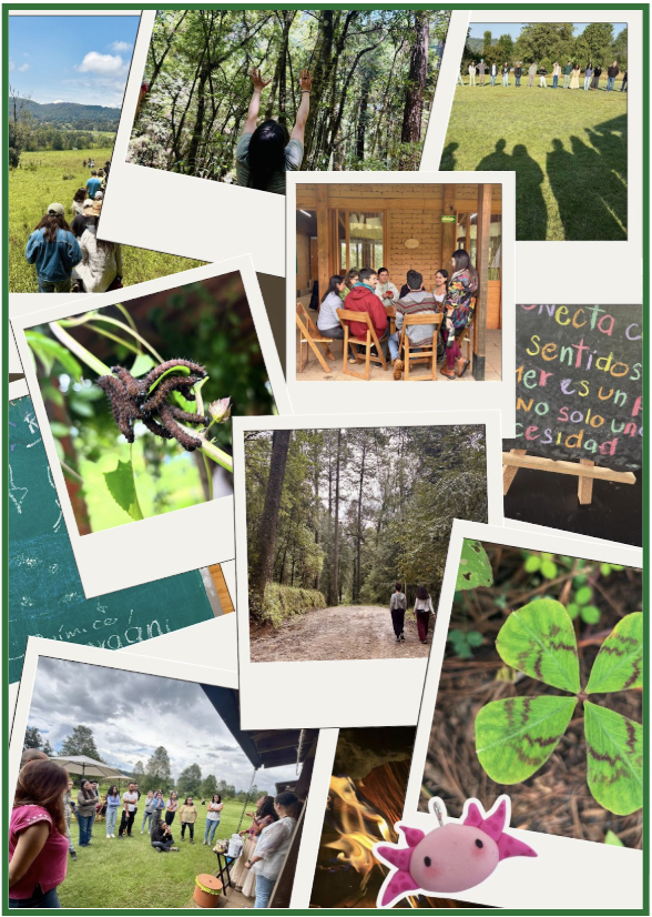Collage Dan Quince