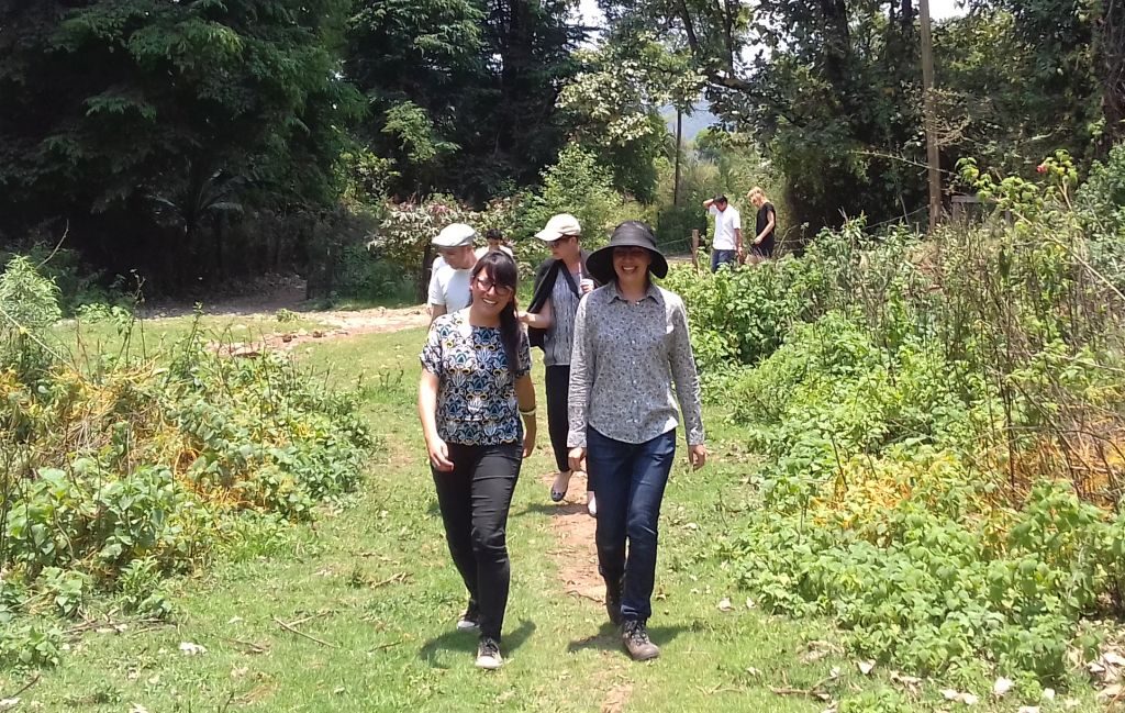 6 - wood walk